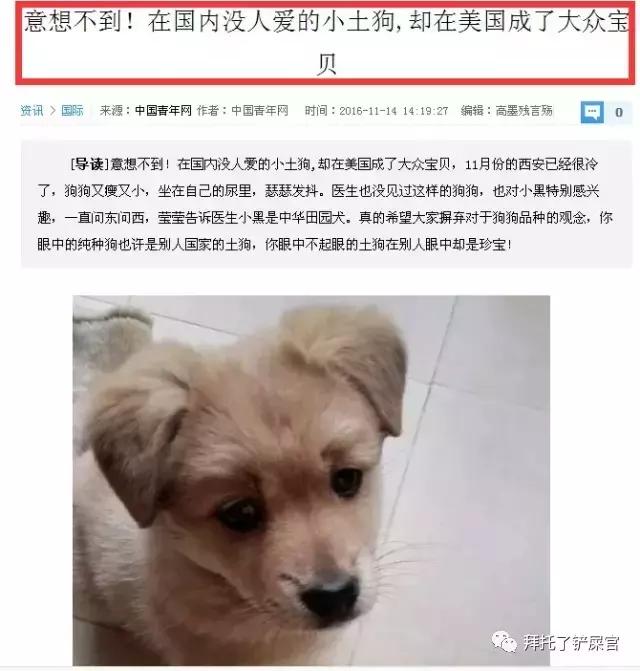 日本土狗为什么那么可爱,日本土狗是柴犬还是秋田犬