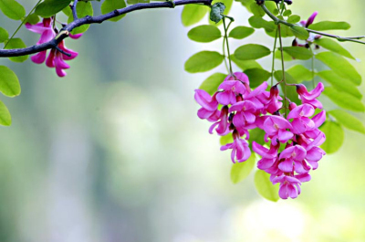 例假来了可以喝过敏药吗,例假期间可以喝土茯苓吗