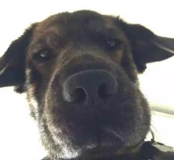 古代历史中的夜明珠,古代王侯将相的把玩物件