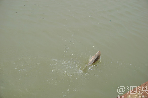 泗洪洪泽湖国际垂钓大赛开幕,泗洪洪泽湖大圆塘休闲垂钓邀请赛