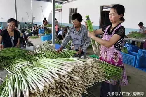 芦笋产业脱贫,芦笋脱贫产业