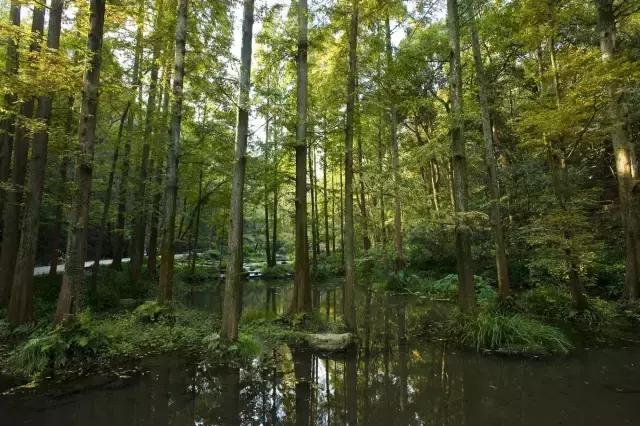 一天游西湖攻略,怎样游西湖十景