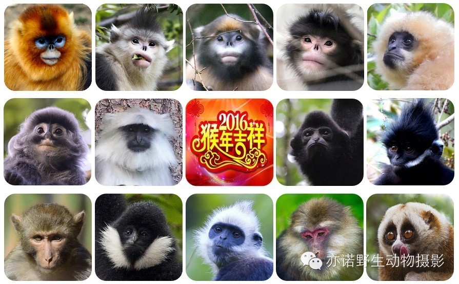 猴年祝福语金猴,第150话