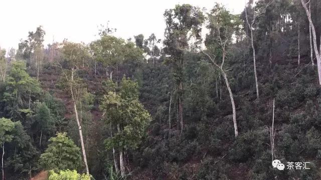 探寻普洱茶之旅路线,普洱茶人文寻访记第五天