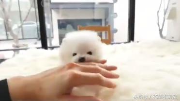 博美狗狗太活跃摸它就咬,小博美对狗狗不友好