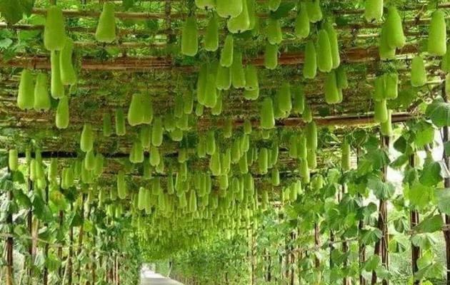 蔬菜种植没销路怎么办,蔬菜种植过程中资金不够该怎么办