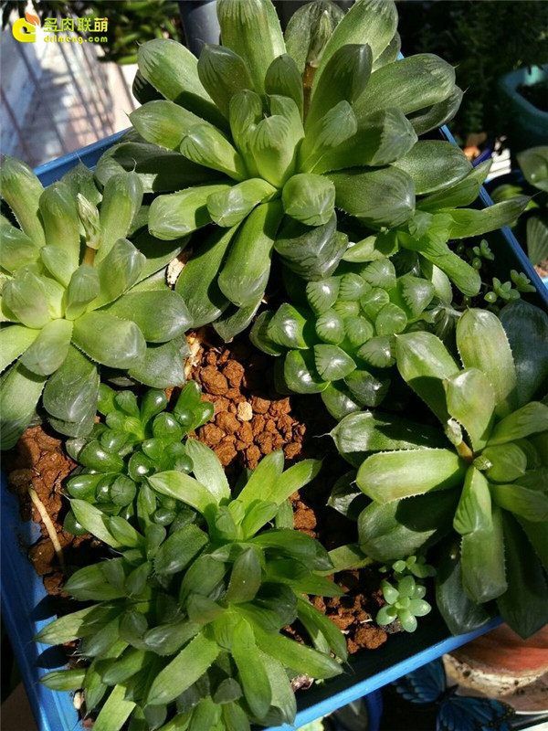 一个脚气患者的真实故事,关于癣有趣的故事