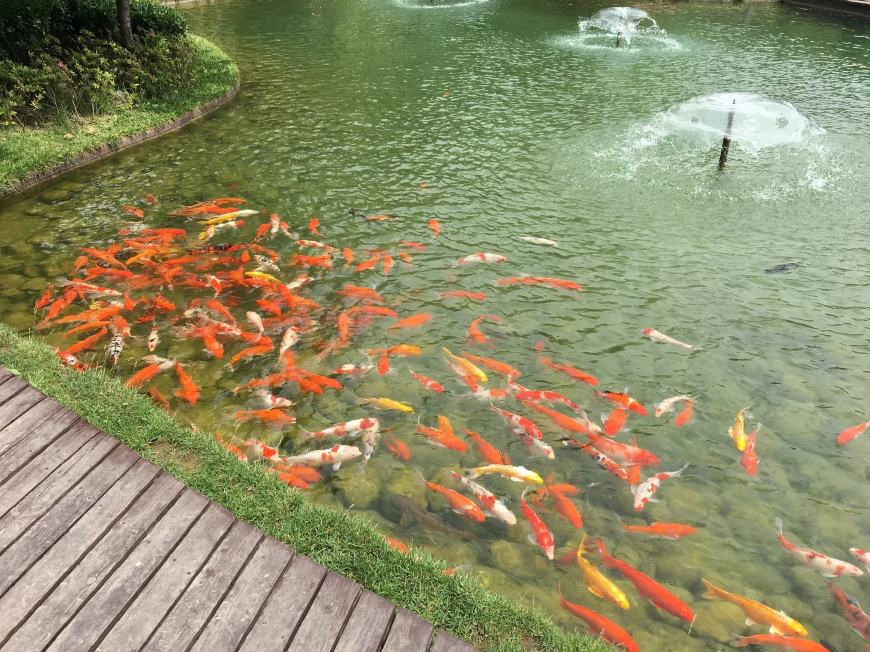 鱼池假山怎么做,假山鱼池怎么做视频