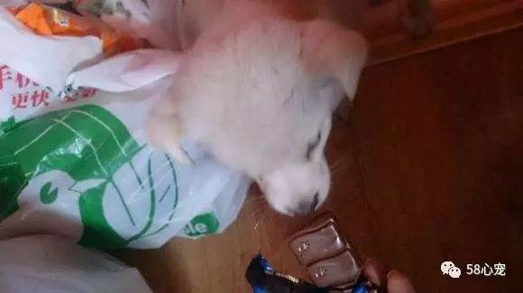 我是怎样把狗养死的：狗狗偷吃了1斤葡萄，差点被死神带走
