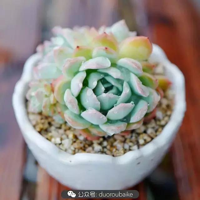 春雨多肉精品,包邮区的多肉