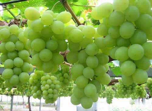 例假可以吃炎症药吗,例假期间可以喝土茯苓吗