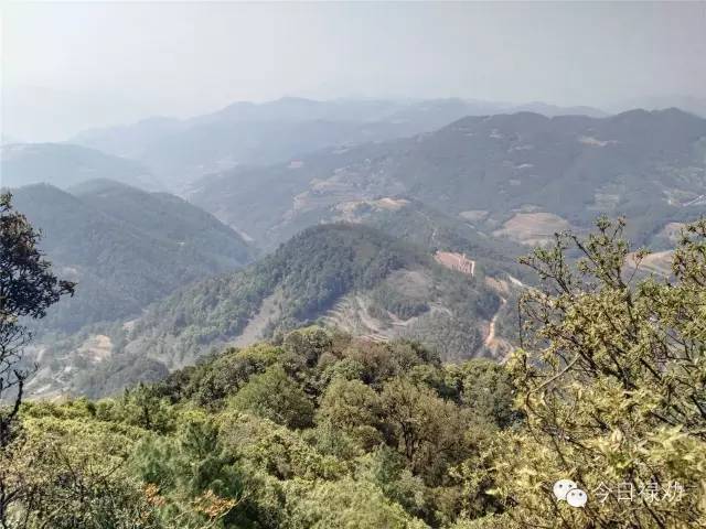 禄劝九龙石牛山原始森林,云南禄劝县团街镇卓干山原始森林