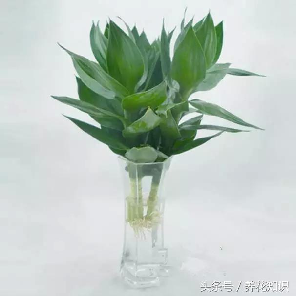 为啥刚买的富贵竹这么旺盛,买回来的富贵竹怎么养