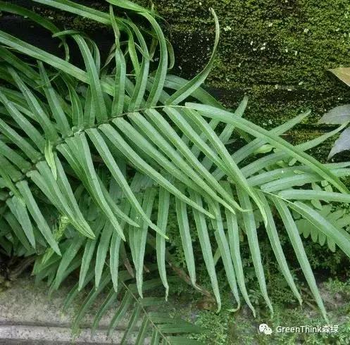 狼尾蕨造景方法,狼尾蕨的森林造景
