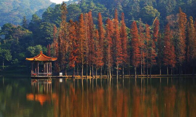 黄飞鸿佛山大沥伟业店,黄飞鸿佛山武术馆