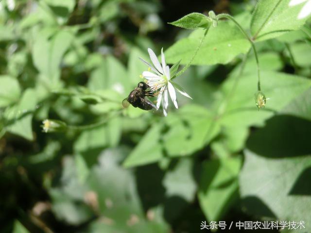 《中国剑虻（méng）科、窗虻科和小头虻科志》问世！