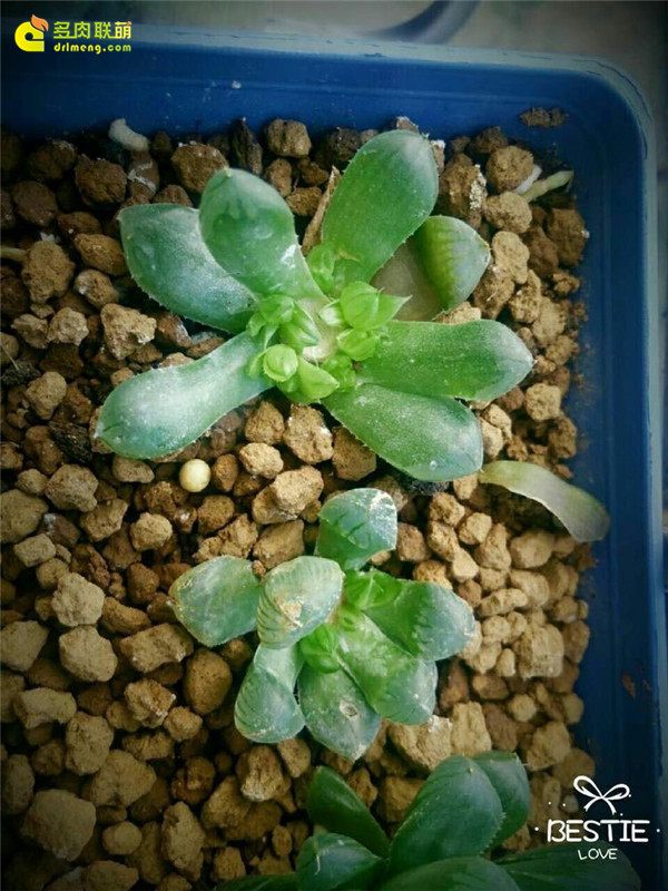 一个脚气患者的真实故事,关于癣有趣的故事