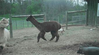 流氓会武术谁也挡不住出处,流氓会武术谁也挡不住