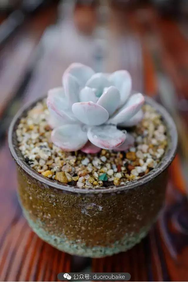 娇艳欲滴的多肉植物,春雨中多肉图片大全