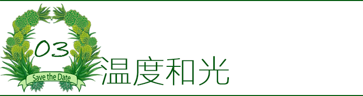 多肉植物如何防治病害,多肉植物病害处理视频