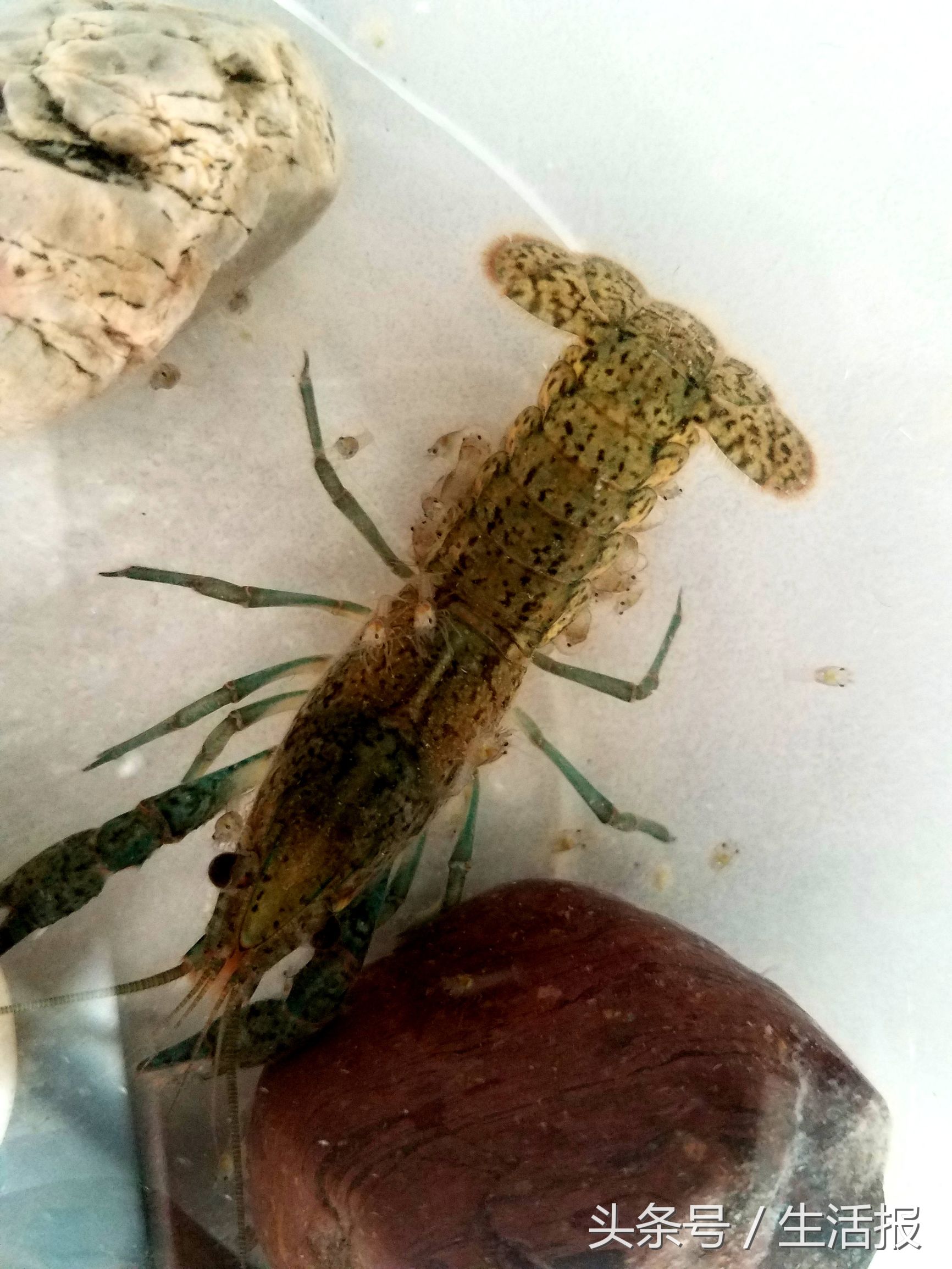 宠物虾独守空房8个月生一窝那么问题来了：爹是谁？