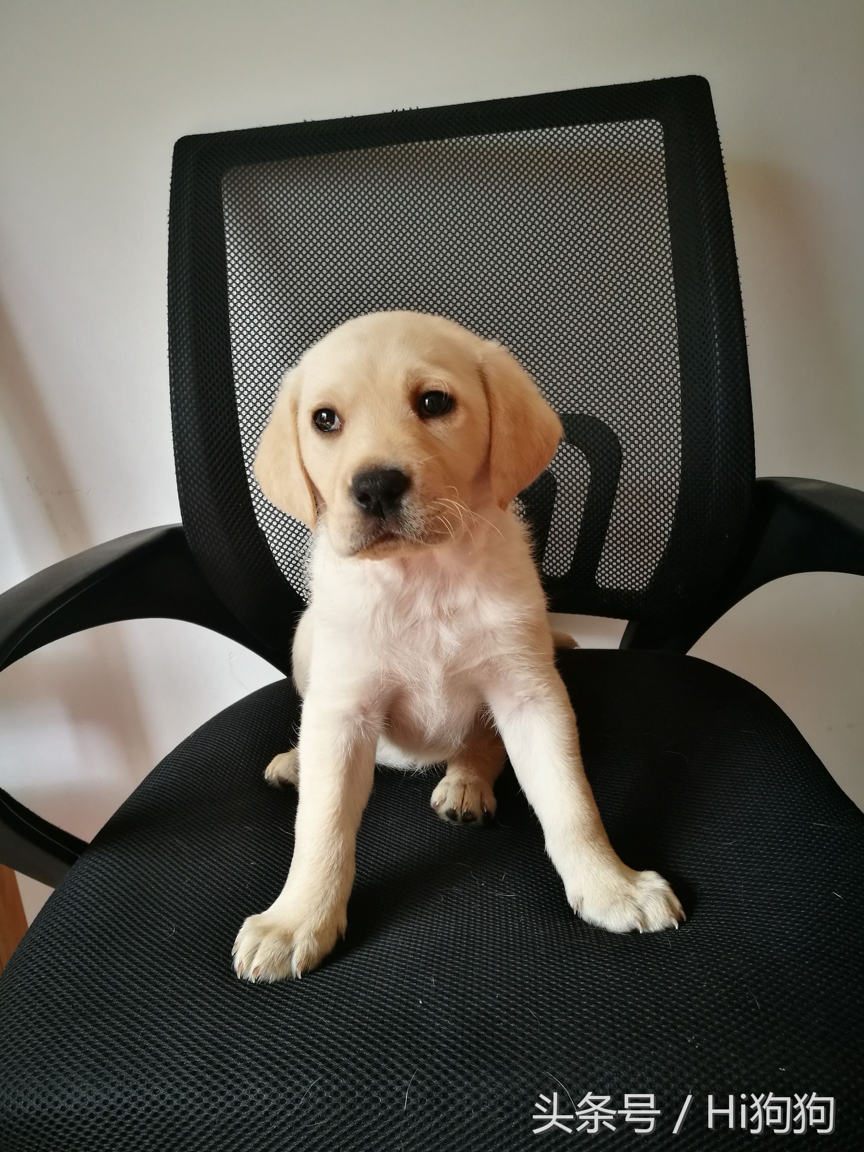 拉布拉多领养现场选出新主人,大骨架拉布拉多幼崽领养