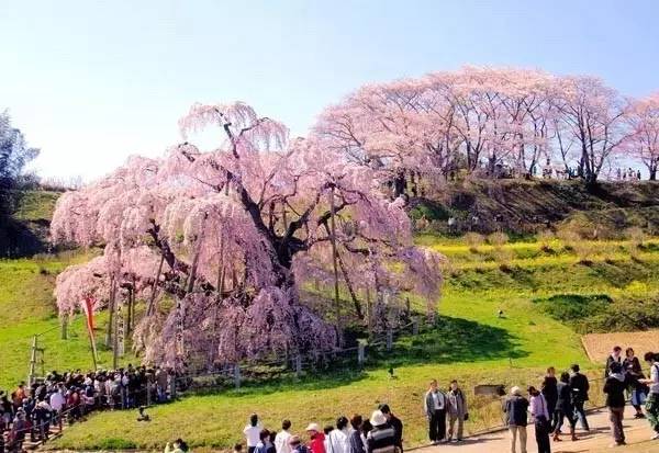 又到一年赏樱时,又到赏樱花拍照季节