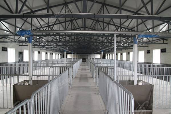 猪舍养猪方法,猪舍怎么建猪才不会冷