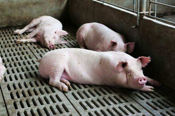 猪场高热病最佳治疗方案,猪场爆发高热病的原因