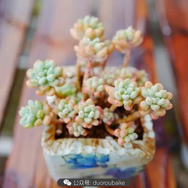 春雨多肉精品,包邮区的多肉