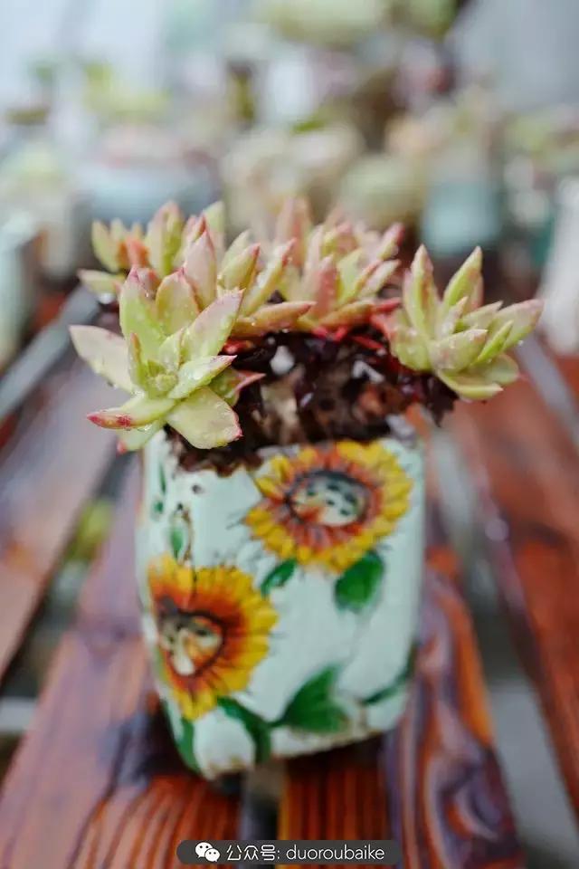 春雨多肉精品,包邮区的多肉