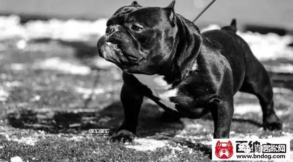 中国最大的恶霸犬,中国最大恶霸犬