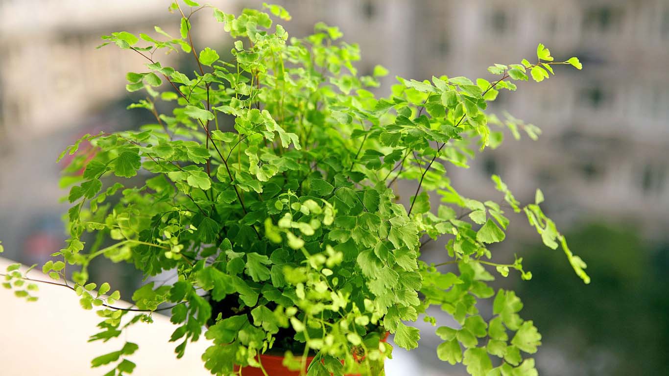 铁线蕨叶子干了怎么办,铁线蕨叶子干了怎么处理