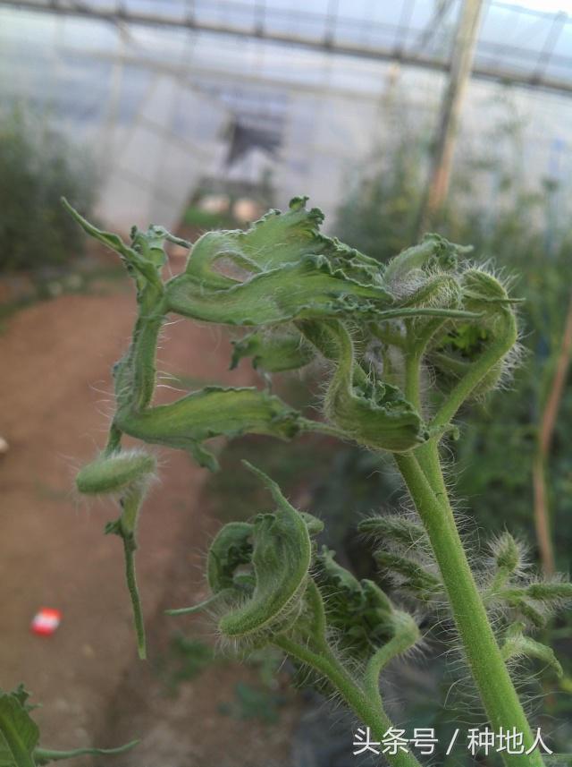 植物激素药害怎么解除,调节剂药害的症状及解决方法