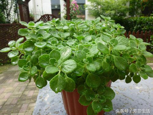 植物到底好不好,养花有多烧钱