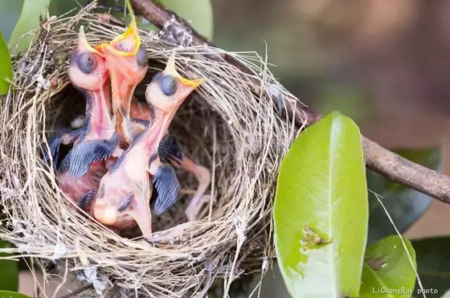这是一篇只有鸟的美篇，却深深地打动了我