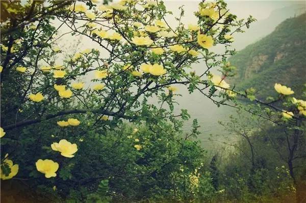 新疆的野玫瑰植物,济源野玫瑰花
