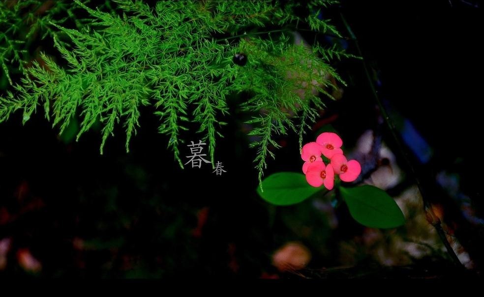 春季繁花盛开诗词,诗词鉴赏品读好诗词