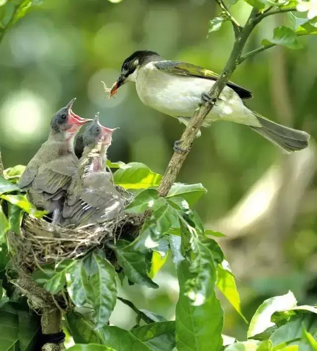 这是一篇只有鸟的美篇，却深深地打动了我