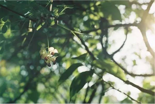 春季繁花盛开诗词,诗词鉴赏品读好诗词