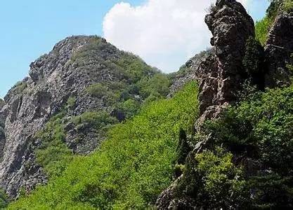 鲅鱼圈附近哪里可以挖野菜,盖州鲅鱼圈挖野菜