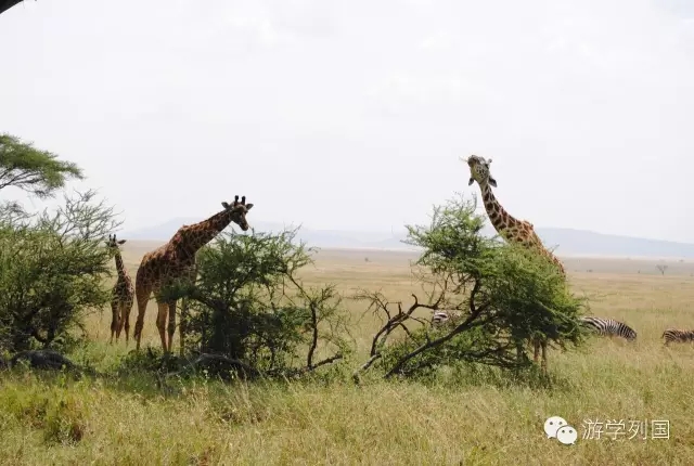 一生必去一次的非洲坦桑尼亚｜回归狂野