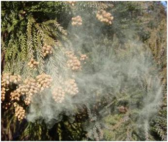 杨柳絮过敏去医院有用吗,杨柳絮和花粉过敏一样吗