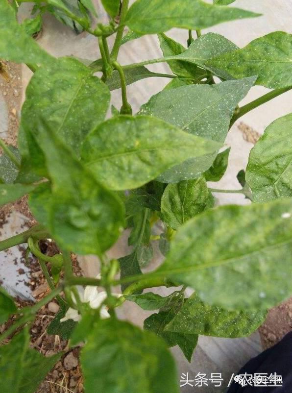 番茄灰霉病引起的烂果,番茄灰霉病危害茎杆