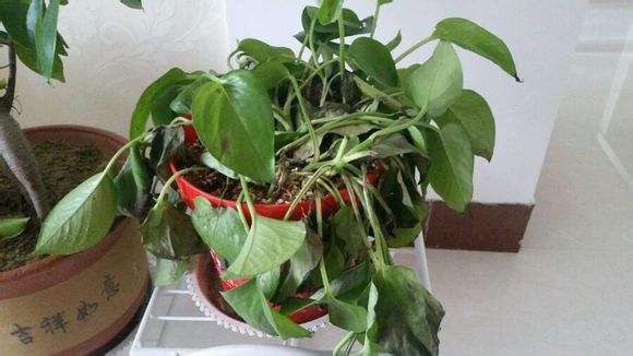 2米长的绿萝烂根后如何救活,绿萝烂根黄叶有黑点怎么救活