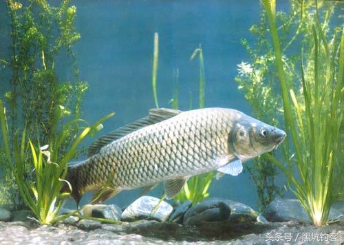 鱼不吃饵的原因和解决方法,鱼在什么情况下不吃饵