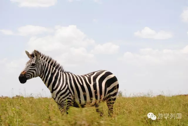 一生必去一次的非洲坦桑尼亚｜回归狂野
