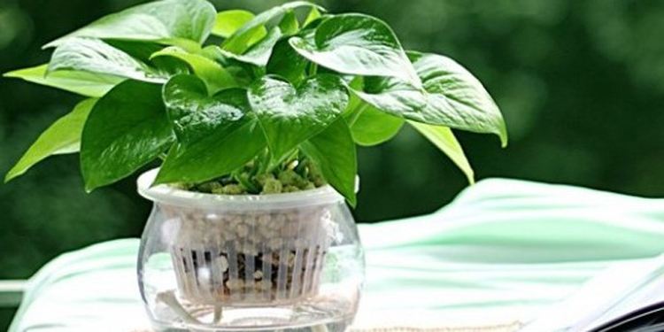 2米长的绿萝烂根后如何救活,绿萝烂根黄叶有黑点怎么救活