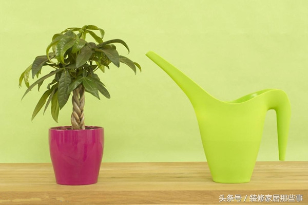 竹类盆栽植物养殖方法,鹤顶红盆栽植物养殖