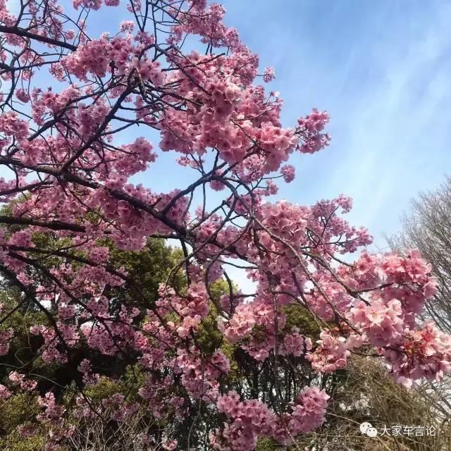 日本4s店现状,日本4s